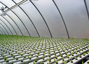 Irrigations inside a greenhouse